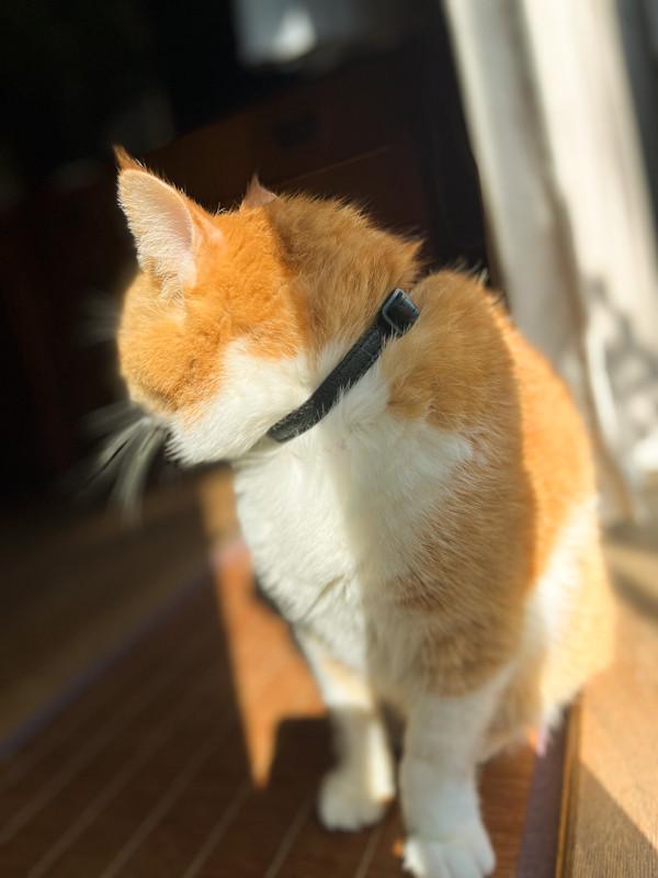 一点もの《RUSSETY》Soft leather cat collar やさしい革の猫用首輪 ブラック LE132 | 9枚目